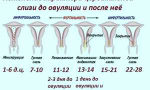 Какие в норме должны быть выделения после месячных, 8 вариантов нарушений и их причины