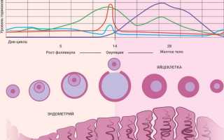Почему сбивается цикл месячных — 7 серьёзных причин и их последствия