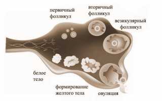 По каким признакам женщине определить раннюю овуляцию для планирования беременности?