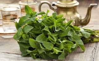 Мята при месячных – как влияет, можно ли пить, полезные советы
