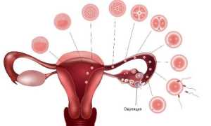 Почему может быть поздняя овуляция? Причины и последствия