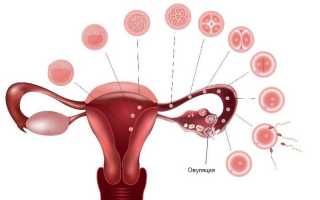 Почему может быть поздняя овуляция? Причины и последствия