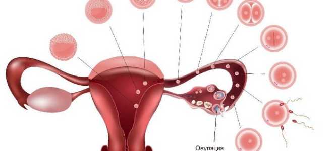 Почему может быть поздняя овуляция? Причины и последствия