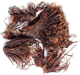 сухой корень красной щетки