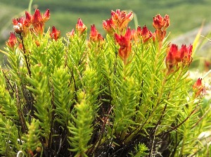 красная щетка в природе