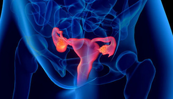 Половая система