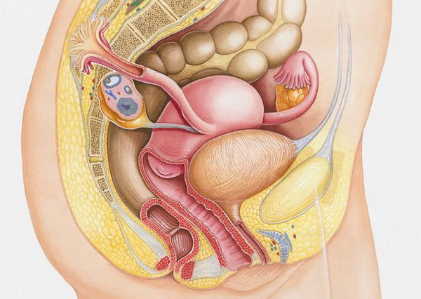 женская половая система