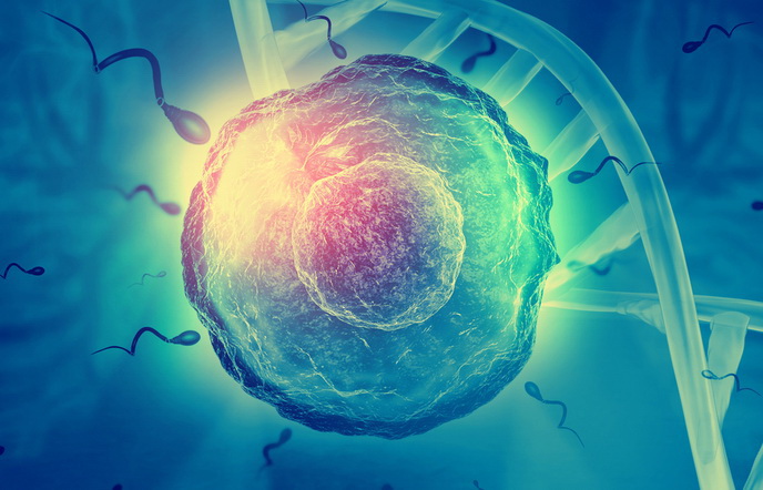 Яйцеклетка и сперматозоиды