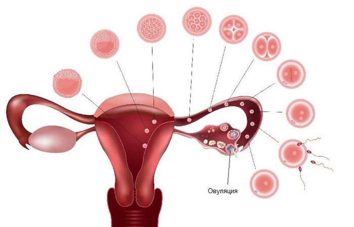 Выход яйцеклетки и оплодотворение