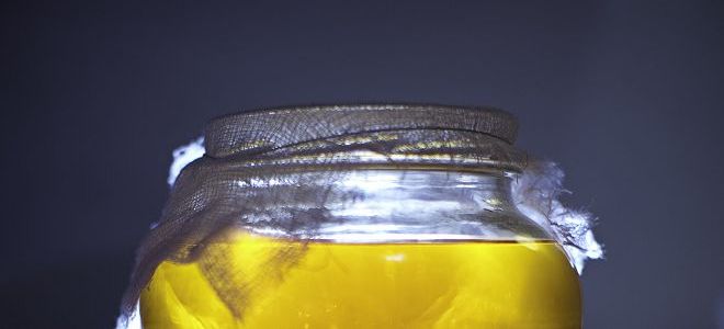 чем полезен чайный гриб2