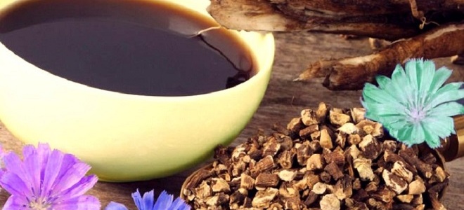 цикорий растворимый полезные свойства и противопоказания1