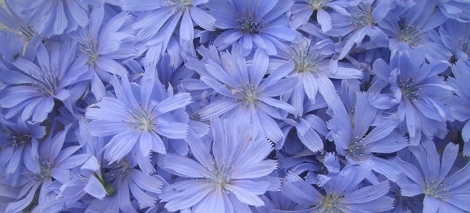 цикорий растворимый полезные свойства и противопоказания3