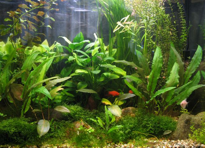 аквариумное растение анубиас содержание аквариумное растение анубиас содержание