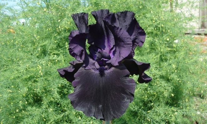 Бородатый ирис Самбука Бородатый ирис Самбука