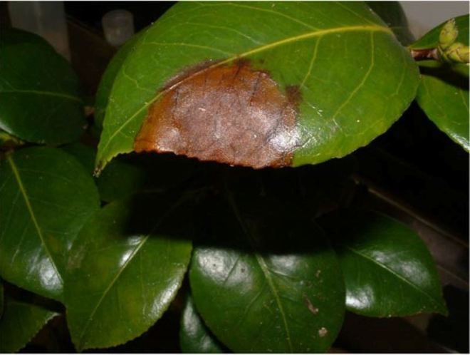 цветок камелия болезни и вредители цветок камелия болезни и вредители