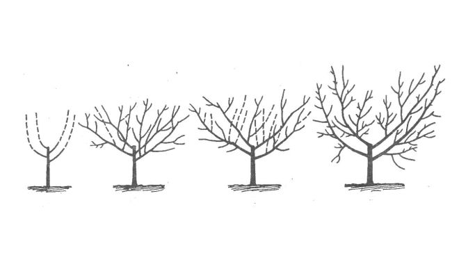 инжирный персик обрезка инжирный персик обрезка