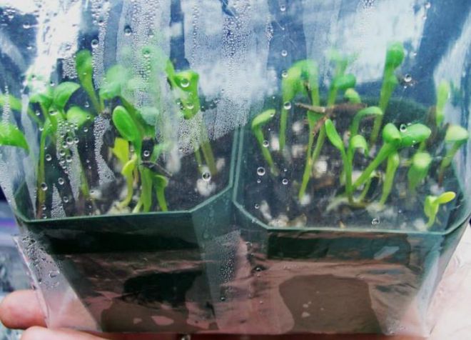 как сажать георгины весной семенами как сажать георгины весной семенами