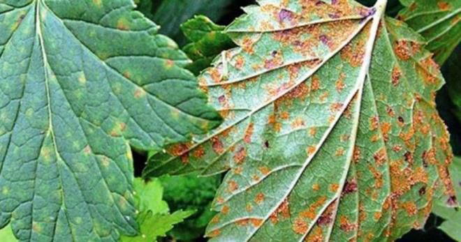 Мальва болезни и вредители Мальва болезни и вредители