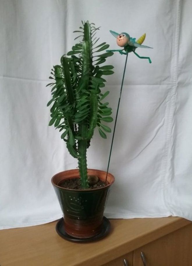 молочай трехгранный молочай трехгранный