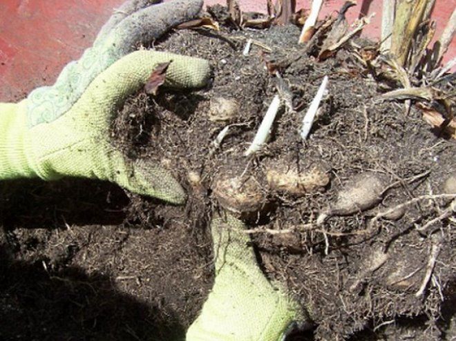 пересадка лиатриса колоскового пересадка лиатриса колоскового