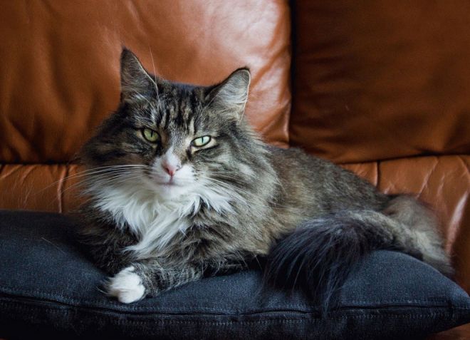 Порода норвежская лесная - особенности ухода Порода норвежская лесная - особенности ухода