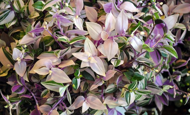 Quadricolor Quadricolor