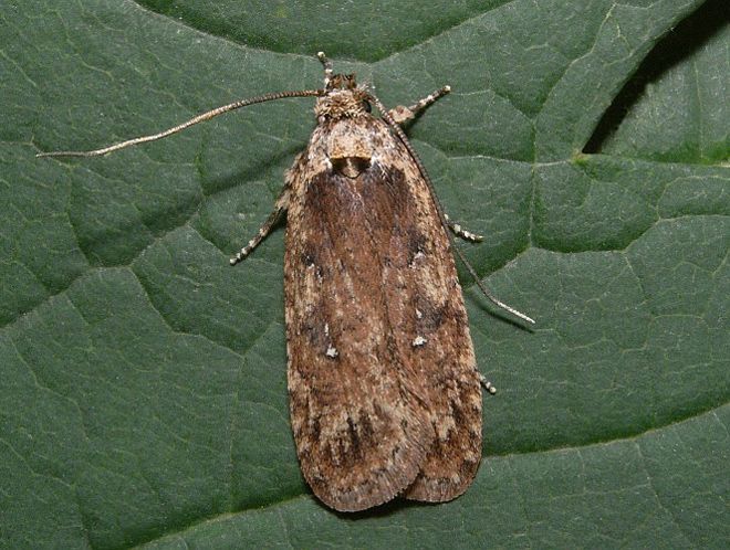 Тминная моль Тминная моль