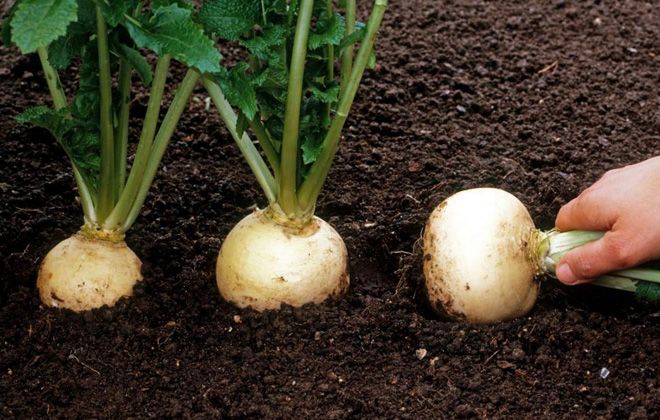 турнепс уборка турнепс уборка