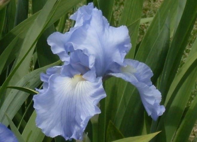 Бородатый ирис Бэбелинг брук Бородатый ирис Бэбелинг брук
