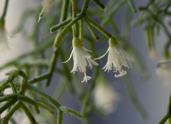 цветы молочай тирукалли цветы молочай тирукалли