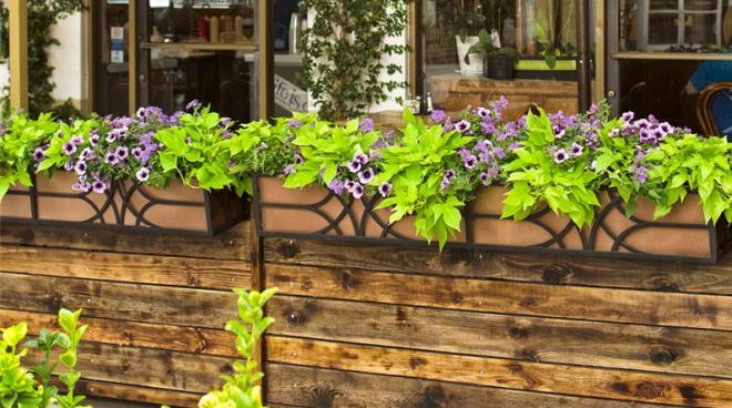 ипомея батата в ландшафтном дизайне ампельная ипомея батата в ландшафтном дизайне ампельная