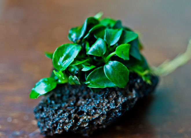 как сажать анубиас в аквариуме как сажать анубиас в аквариуме