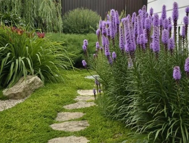 лиатрис колосковый у садовой дорожки лиатрис колосковый у садовой дорожки