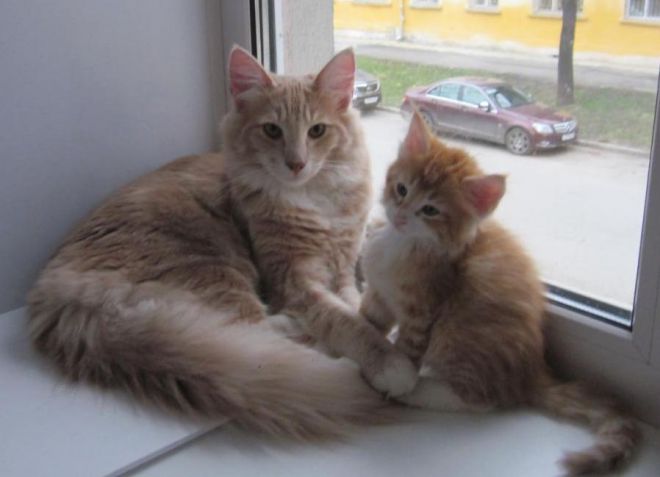 Норвежский лесной кот - вязка Норвежский лесной кот - вязка