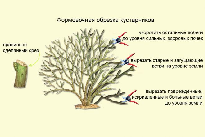 обрезка лапчатки кустарниковой обрезка лапчатки кустарниковой