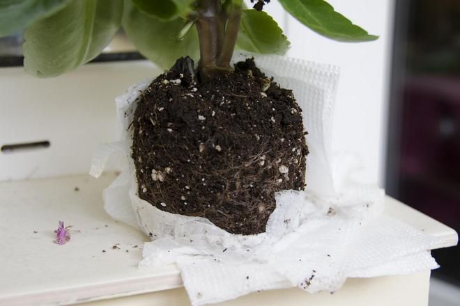 пересадка каланхоэ каландива пересадка каланхоэ каландива