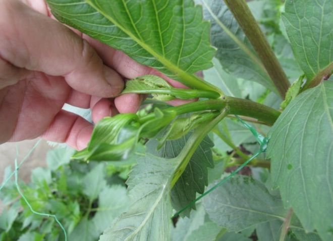 прищипывают ли георгины прищипывают ли георгины