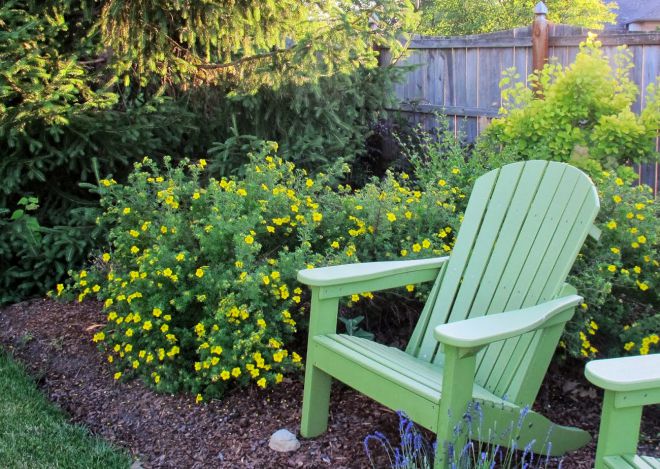 цветок лапчатка кустарниковая полив цветок лапчатка кустарниковая полив