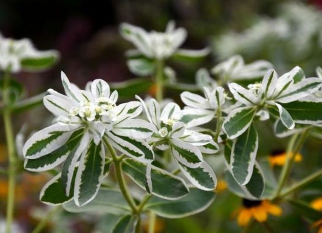 цветок молочай окаймленный цветок молочай окаймленный