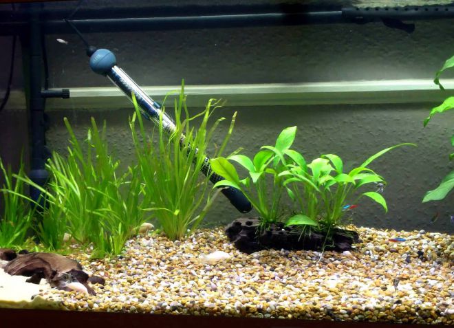 как размножить анубиас как размножить анубиас