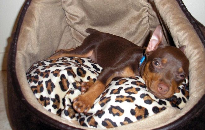 мини доберман уход мини доберман уход