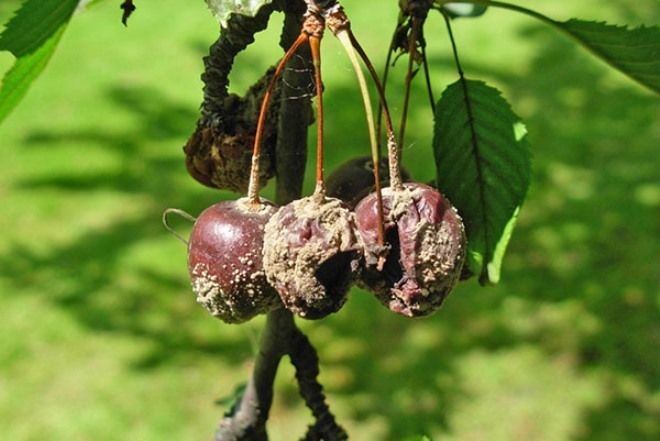 монилиоз вишни монилиоз вишни