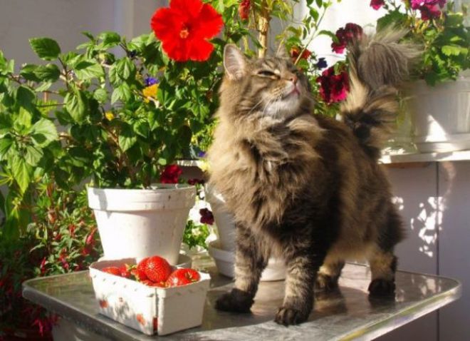 Питание норвежской лесной кошки Питание норвежской лесной кошки