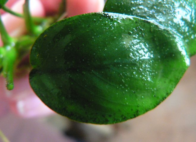 болезни анубиаса в аквариуме болезни анубиаса в аквариуме