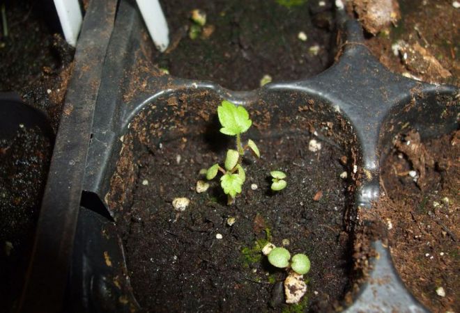 как размножить лапчатку кустарниковую как размножить лапчатку кустарниковую