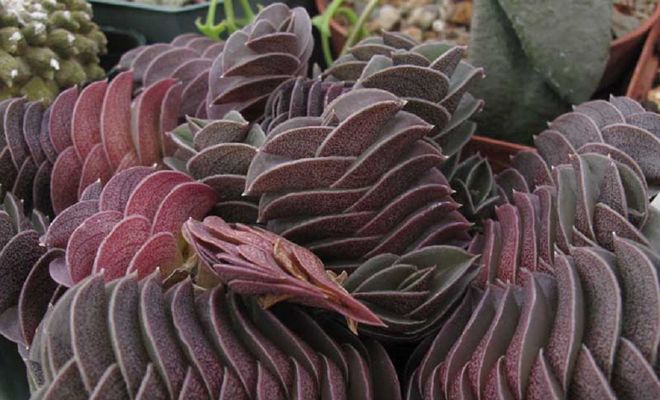 традесканция ладьевидная традесканция ладьевидная