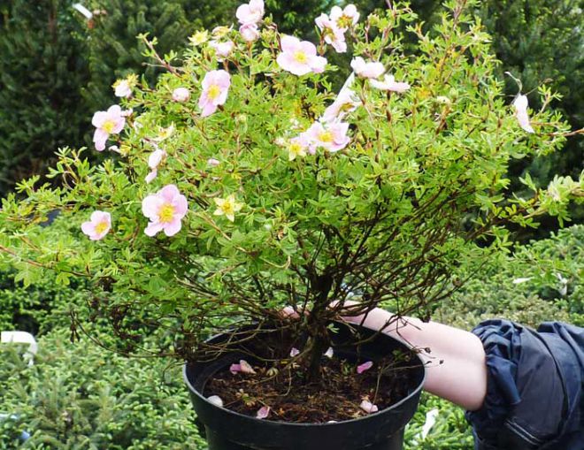 черенкование лапчатки кустарниковой черенкование лапчатки кустарниковой