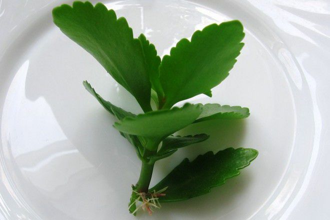 как размножаются каланхоэ каландива как размножаются каланхоэ каландива