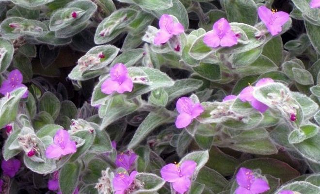 традесканция силламонтана традесканция силламонтана