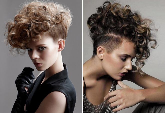 кудрявый ирокез кудрявый ирокез